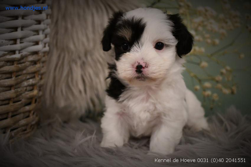 Boomer-Biewer 10093 bij Kennel de Hoeve