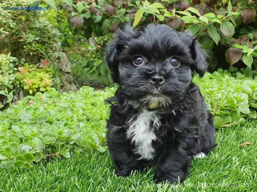 Boomer Teef aangeboden bij Kennel