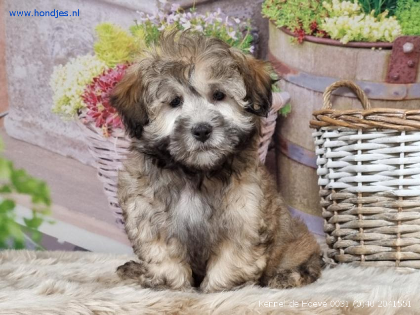 Rauw IJver Luchtvaartmaatschappijen Kennel de Hoeve. Fokkers van boomer, bolonka, bolonka Zwetna, maltipoo,  hondenfokken is onze passie. ✓ | hondjes.nl