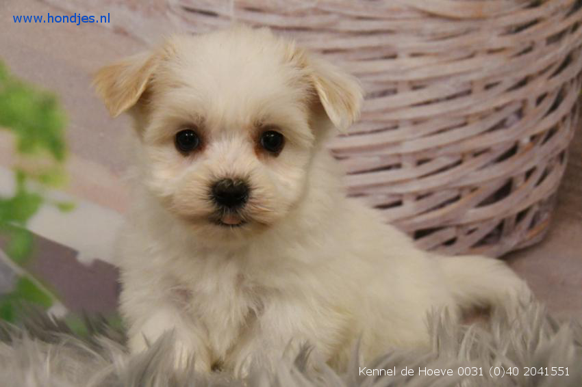 Boomer pups hondjes.nl