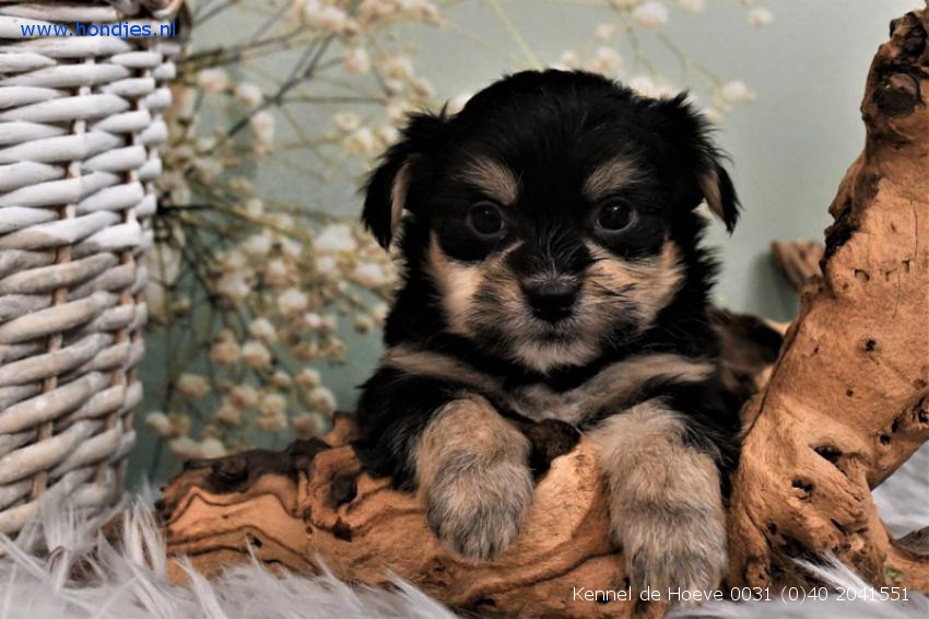 Boomer x Chihuahua Teef aangeboden Kennel de Hoeve