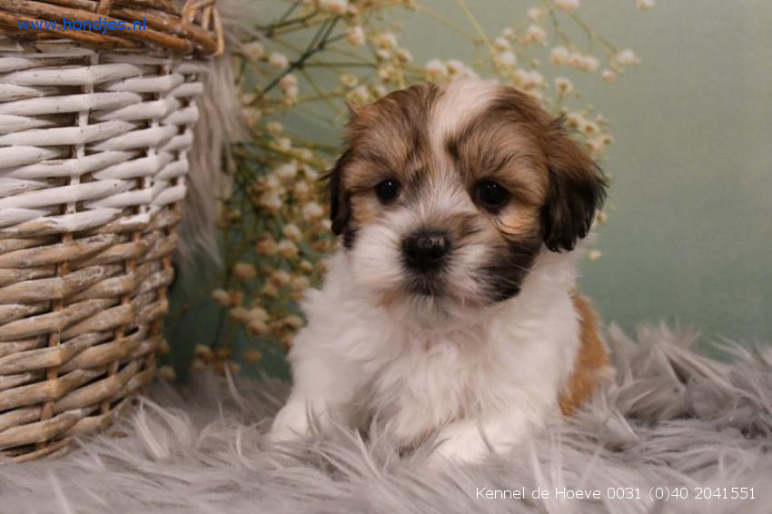 Zeep Onderstrepen Jaarlijks Boomer Reu 9901 aangeboden bij Kennel de Hoeve