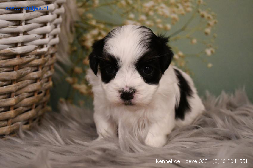 dump Halloween lanthaan Boomer Teef 9944 aangeboden bij Kennel de Hoeve